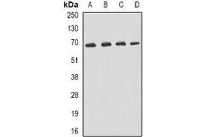 Western blot analysis of p62 expression in Hela (A), Jurkat (B), mouse liver (C), mouse kidney (D) whole cell lysates. (KHDRBS1 抗体)