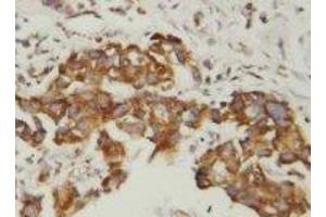 Image no. 1 for anti-Superoxide Dismutase (AA 113-129) antibody (ABIN1493374) (Superoxide Dismutase (AA 113-129) 抗体)