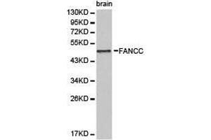 Western Blotting (WB) image for anti-Fanconi Anemia, Complementation Group C (FANCC) antibody (ABIN1872653) (FANCC 抗体)