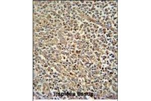 Z antibody (N-term) (ABIN654759 and ABIN2844443) immunohistochemistry analysis in formalin fixed and paraffin embedded human spleen tissue followed by peroxidase conjugation of the secondary antibody and DAB staining. (ZNF180 抗体  (N-Term))