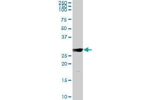 IL7 MaxPab rabbit polyclonal antibody. (IL-7 抗体  (AA 1-177))