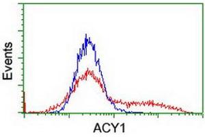 HEK293T cells transfected with either RC201284 overexpress plasmid (Red) or empty vector control plasmid (Blue) were immunostained by anti-ACY1 antibody (ABIN2454818), and then analyzed by flow cytometry. (Aminoacylase 1 抗体)