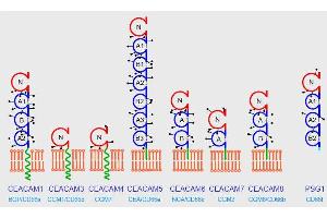 Domain organization of the human CEACAM family. (CEACAM 1,5,6,8 抗体)