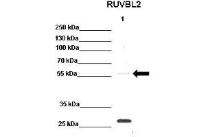 Western Blotting (WB) image for anti-RuvB-Like 2 (E. Coli) (RUVBL2) (N-Term) antibody (ABIN2779601)