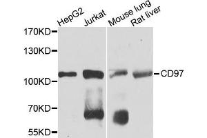 Western blot analysis of extracts of various cells, using CD97 antibody. (CD97 抗体)