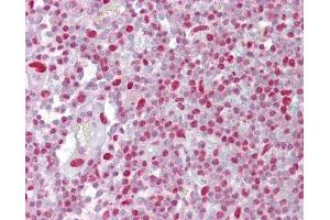 Anti-H2AX antibody IHC of human tonsil. (H2AFX 抗体  (C-Term))