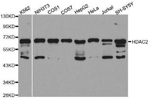 Western blot analysis of extracts of various cell lines, using HDAC2 antibody. (HDAC2 抗体  (C-Term))