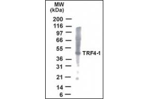 Image no. 1 for anti-PAP Associated Domain Containing 7 (PAPD7) (AA 447-462) antibody (ABIN372376) (PAP Associated Domain Containing 7 (PAPD7) (AA 447-462) 抗体)