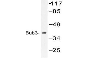 Western blot (WB) analysis of Bub3 antibody in extracts from HeLa cells. (BUB3 抗体)
