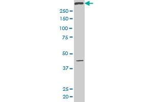 Western Blotting (WB) image for anti-pi-3-Kinase-Related Kinase SMG-1 (SMG1) (AA 2922-3031) antibody (ABIN524936)