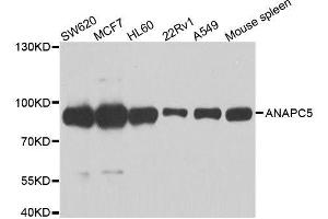 Western blot analysis of extracts of various cell lines, using ANAPC5 antibody. (ANAPC5 抗体  (AA 1-250))