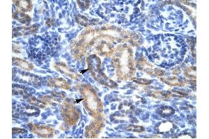 OR13C9 antibody was used for immunohistochemistry at a concentration of 4-8 ug/ml to stain Epithelial cells of renal tubule (arrows) in Human Kidney. (OR13C9 抗体  (Middle Region))