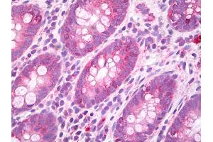Anti-GJA3 / Connexin 46 antibody IHC of human colon. (GJA3 抗体  (AA 108-139))