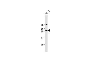 Anti-FA Antibody (N-Term) at 1:2000 dilution + PC-3 whole cell lysate Lysates/proteins at 20 μg per lane. (FAM125A 抗体  (AA 16-50))