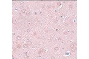 Immunohistochemistry of SYNGR2 in rat brain tissue with this product at 2. (SYNGR2 抗体  (N-Term))