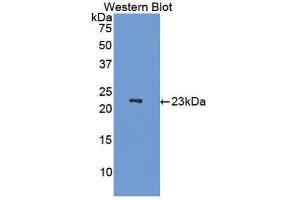 Western Blotting (WB) image for anti-Tumor Necrosis Factor (Ligand) Superfamily, Member 11 (TNFSF11) (AA 79-247) antibody (ABIN3207670) (RANKL 抗体  (AA 79-247))