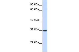 ATF5 antibody used at 0. (ATF5 抗体  (Middle Region))