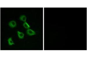 Immunofluorescence analysis of MCF7 cells, using OR52B2 Antibody. (OR52B2 抗体  (AA 201-250))