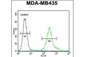 FBXL2 Antibody (C-term) (ABIN651220 and ABIN2840138) flow cytometric analysis of MDA-M cells (right histogram) compared to a negative control cell (left histogram). (FBXL2 抗体  (C-Term))