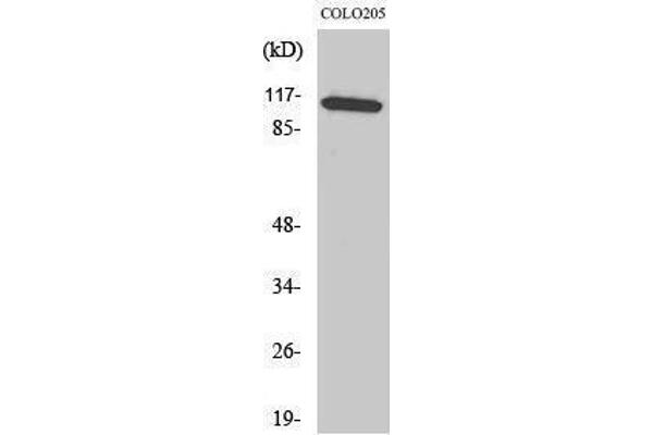 MAPK8IP1 抗体  (Tyr466)