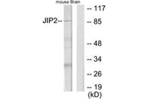 Western blot analysis of extracts from mouse brain cells, using JIP2 Antibody. (IB2 抗体  (AA 581-630))