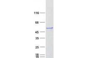 Western Blotting (WB) image for Cytochrome P450, Family 3, Subfamily A, Polypeptide 4 (CYP3A4) protein (Myc-DYKDDDDK Tag) (ABIN2712775)