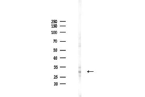 anti-Mediator of Cell Motility 1 (MEMO1) (N-Term) antibody