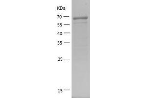 HDAC1 Protein (AA 183-482) (GST tag)