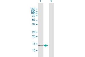 Western Blot analysis of MGST3 expression in transfected 293T cell line by MGST3 MaxPab polyclonal antibody. (MGST3 抗体  (AA 1-152))