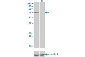 Western blot analysis of PPEF1 over-expressed 293 cell line, cotransfected with PPEF1 Validated Chimera RNAi (Lane 2) or non-transfected control (Lane 1). (PPEF1 抗体  (AA 1-653))