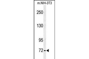 Western blot analysis of IL1RL2 Antibody (Center) 8817c in mouse NIH-3T3 cell line lysates (35 μg/lane). (IL1RAPL2 抗体  (AA 372-401))