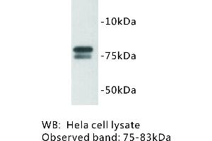 Image no. 1 for anti-Golgin A5 (GOLGA5) antibody (ABIN1112810) (GOLGA5 抗体)
