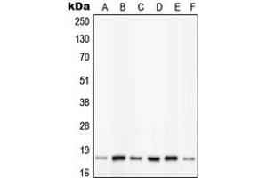 Western blot analysis of PIN1 (pS16) expression in HeLa insulin-treated (A), K562 (B), NIH3T3 (C), Raw264. (PIN1 抗体  (N-Term, pSer16))