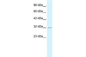 WB Suggested Anti-PSMD14 Antibody Titration:  0. (PSMD14 抗体  (C-Term))
