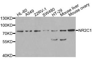Western blot analysis of extracts of various cell lines, using NR2C1 antibody.