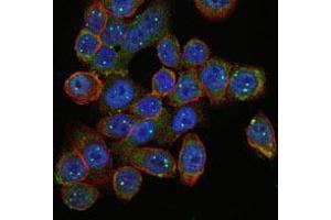 Immunofluorescence analysis of HepG2 cells using SMN1 mouse mAb (green). (SMN1 抗体)