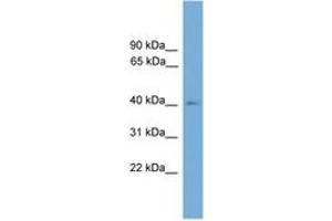 Image no. 1 for anti-Theg Spermatid Protein (THEG) (AA 143-192) antibody (ABIN6745549) (THEG 抗体  (AA 143-192))