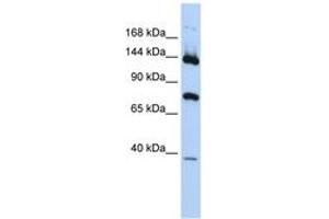 JMJD7 antibody  (AA 179-228)