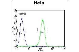 ADCY4 Antibody (Center) (ABIN653832 and ABIN2843098) flow cytometric analysis of Hela cells (right histogram) compared to a negative control cell (left histogram). (ADCY4 抗体  (AA 415-441))