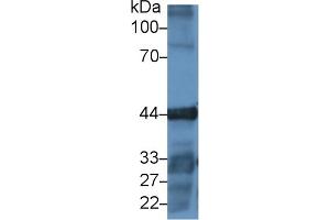 Detection of ACTG in Human A549 cell lysate using Polyclonal Antibody to Gamma Actin (ACTG) (Actin, gamma 1 抗体  (AA 1-375))