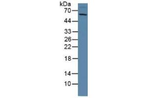 Rabbit Capture antibody from the kit in WB with Positive Control: Human hela cell lysate. (GDF2 CLIA Kit)