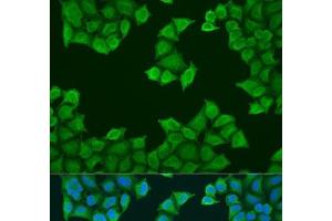 Immunofluorescence (IF) image for anti-ATP Synthase, H+ Transporting, Mitochondrial F0 Complex, Subunit F6 (ATP5J) antibody (ABIN7260837)