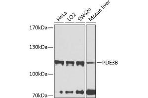Western blot analysis of extracts of various cell lines, using PDE3B antibody (ABIN6132468, ABIN6145348, ABIN6145349 and ABIN6224510) at 1:1000 dilution. (PDE3B 抗体  (AA 400-660))