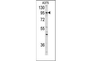 Western blot analysis of anti-AXL Antibody in A375 cell line lysates (35ug/lane). (AXL 抗体)