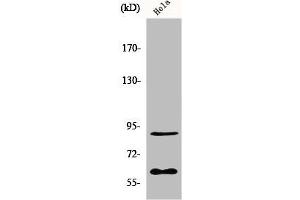 Western Blot analysis of HepG2 cells using ERF Polyclonal Antibody (ERF 抗体)