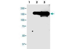 Western blot analysis of YFP monoclonal antibody, clone 64a59  in 10 ug lysate from GFP fusion protein prositive 293 cells. (YFP 抗体  (N-Term))