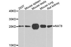 Western blot analysis of extracts of various cells, using NAT8 antibody. (NAT8 抗体)