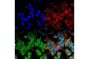 Immunofluorescence (fixed cells) (IF/ICC) image for anti-Potassium Inwardly-Rectifying Channel, Subfamily J, Member 8 (KCNJ8) (AA 306-424) antibody (PerCP) (ABIN2485714)