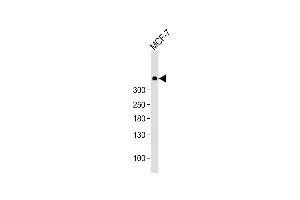 Anti-PRKDC Antibody  at 1:1000 dilution + MCF-7 whole cell lysate Lysates/proteins at 20 μg per lane. (PRKDC 抗体  (C-Term))