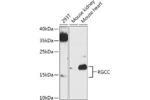Western blot analysis of extracts of various cell lines, using RGCC antibody (ABIN7266376) at 1:1000 dilution. (RGC32 抗体)